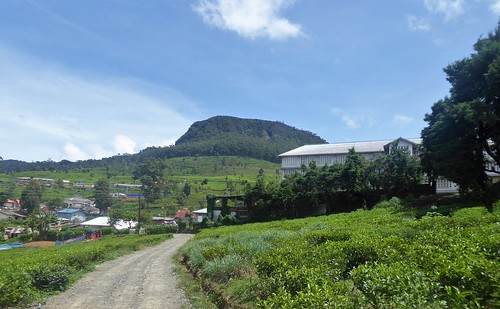 sl-4 nurawa eliya-pedro tea estate (6)