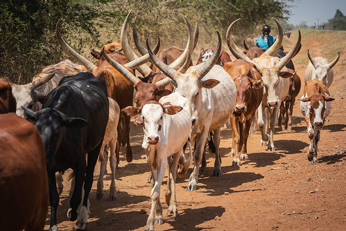 uganda oeganda afrika africa hoima ankolelonghorncows cattleboy cattleman cattle cows longhorn horns