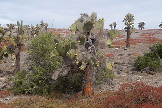 23-231 Cactusbomen