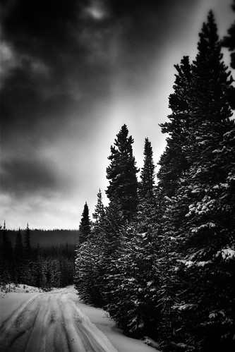 colorado blackandwhite landscape scenery snow winter trees forest rooseveltnationalforest