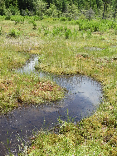 f18woo32 wyckoffrun peatlands cottongrassfen cottongrasspoorfen naturalcommunity landscape