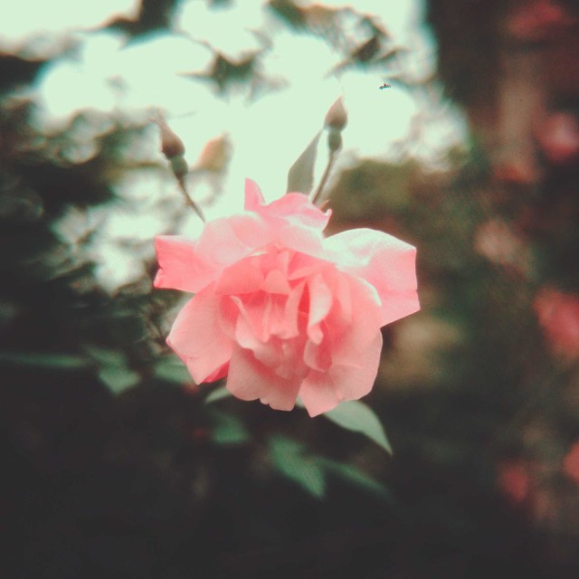 Pink sasanqua camellia