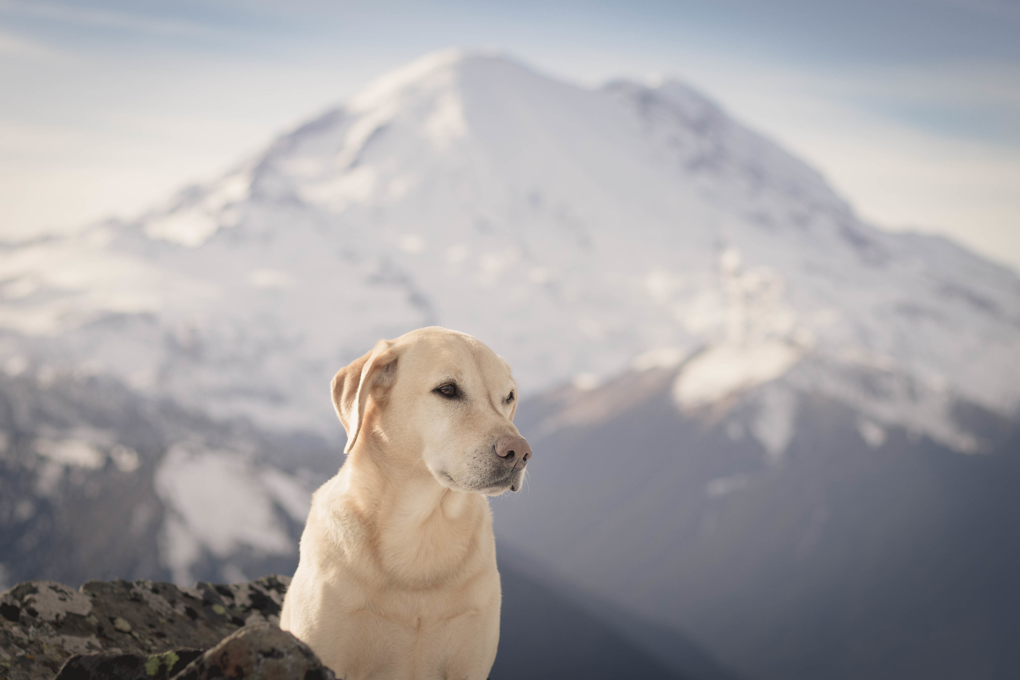 Summit dogs on Chinook Peak
