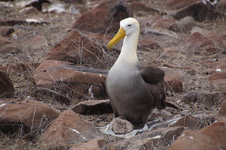 22-302 Galapagos Albatros met kuiken