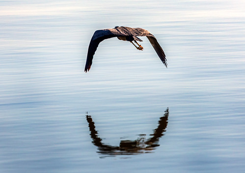 bird heron reflection lakealexandrina water lake southaustralia