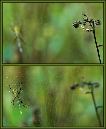 spin web lfe spiderweb spider londonontario darrellcolby