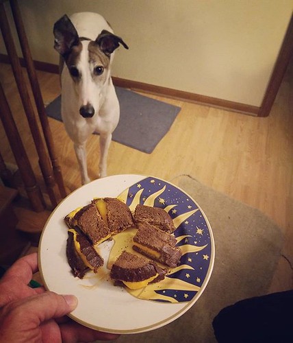 Odd that the loaf of bread had these little slices at the end.... #Cane #dogsofinstagram #greyhound #greyhoundsofinstagram #grilledcheese #yum