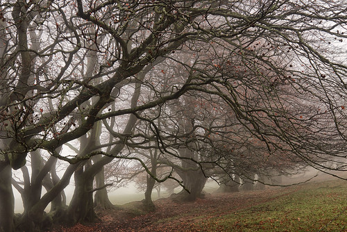 beech hedgeline trees mist fog autumn fall quantockhills somerset branches twigs leaves