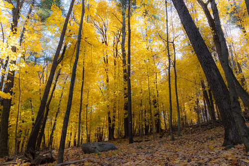 leominsterma yellow autumn freedom nature walkinthewoods canon6dmarkii landscape