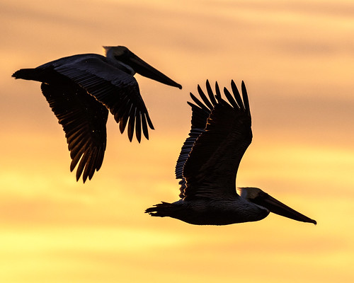 birds sunset flight