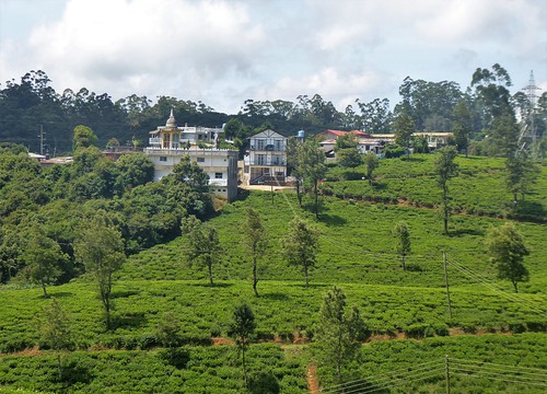 sl-4 nurawa eliya-pedro tea estate (5)