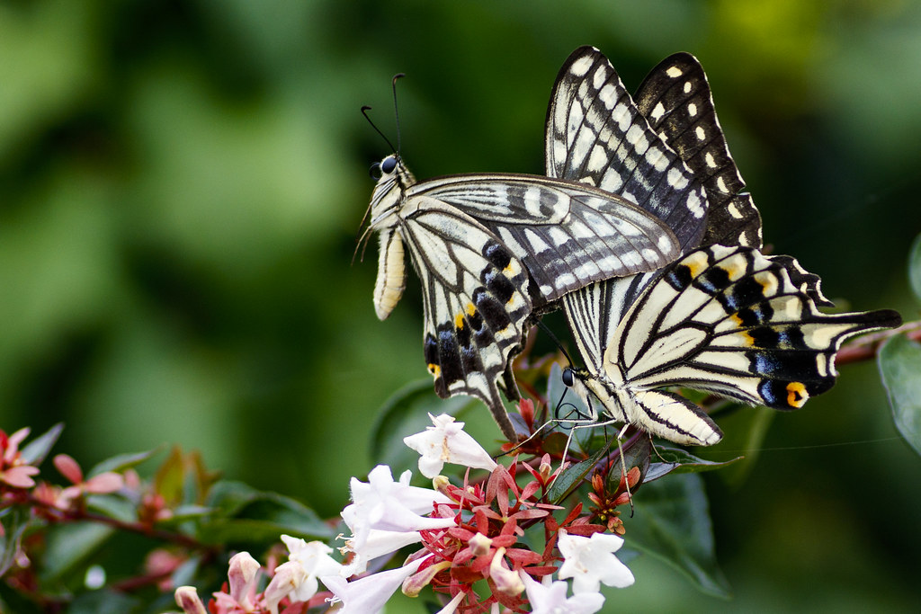 Swallowtail Butterfly Flying