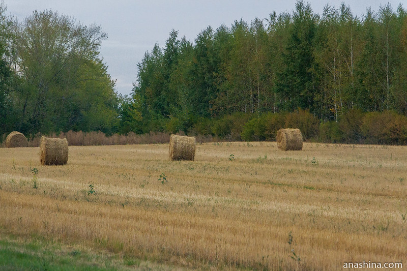 Заготовленное сено, Пензенская область