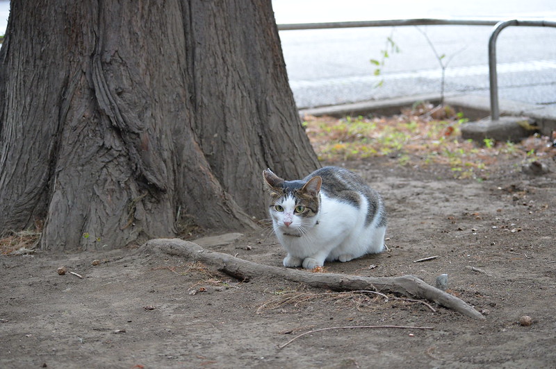 Nikon Df+AF P DX NIKKOR 70 300mm f4 5 6 3G ED VR東池袋中央公園の猫だまり キジ白