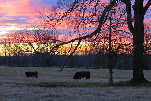 cattle greensboro sunrise sunset northcarolina canon sky outdoors winter nature farm
