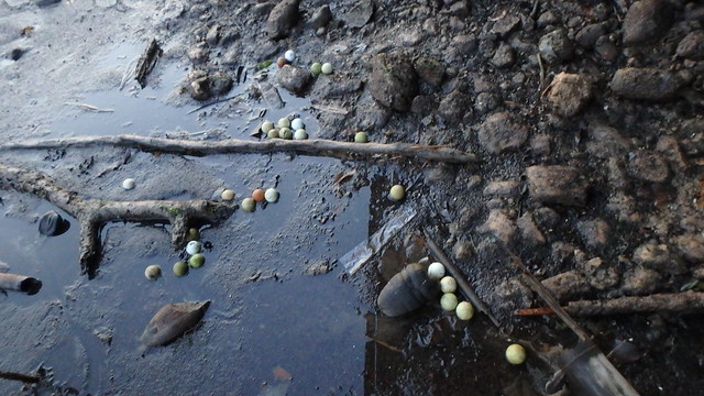 Golf balls on Berlayar Creek shore