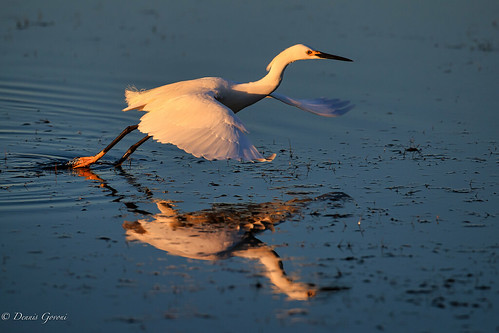 merrittisland action background bird egret florida snowyegret sunrise water wildlife winter unitedstates us