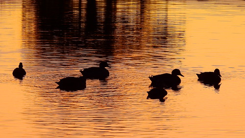 ducks sunset sundown dusk sun evening endofday sky clouds color red gold orange pink yellow blue tree palm outdoor silhouette weather tropical exotic wallpaper landscape nikon coolpix p900 pond lake water reflection manateecounty bradenton florida jimmullhaupt cloudsstormssunsetssunrises photo flickr geographic picture pictures camera snapshot photography nikoncoolpixp900 nikonp900 coolpixp900