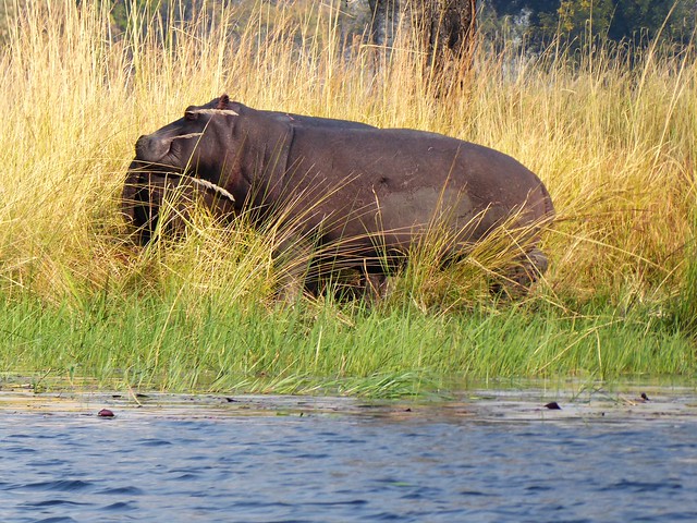 POR ZIMBABWE Y BOTSWANA, DE NOVATOS EN EL AFRICA AUSTRAL - Blogs de Africa Sur - Traslado a Maun. Nos adentramos en el Delta del Okavango (33)