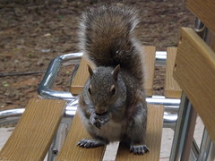 Squirrel, at Center Parcs