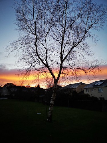 sunset dusk twilight colour cloud tree silhouette cameraphone p20pro ireland