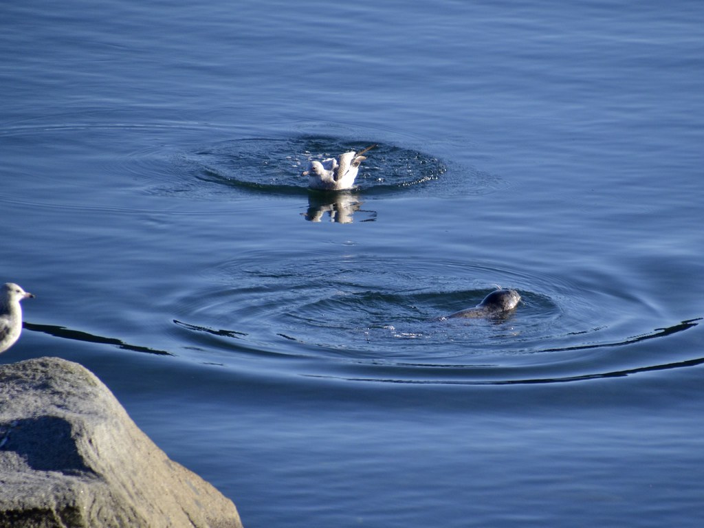 Seal mews
