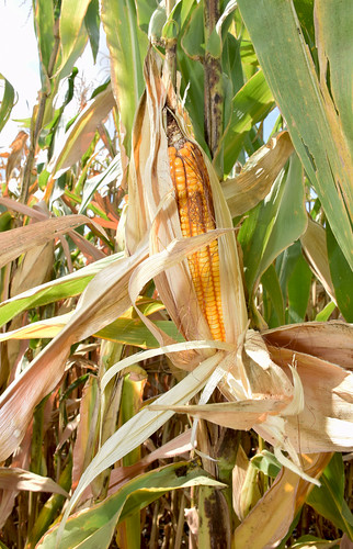 Selección de variedades de maíz para el estado de Morelos