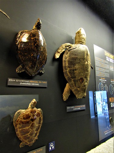 sea turtles on display in Gdynia Aquarium in Poland