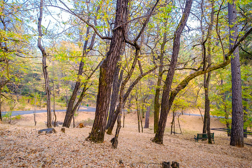 trees landscape fuji nevadacounty smokeysky dogbarroad grassvalley fujifilm xt3