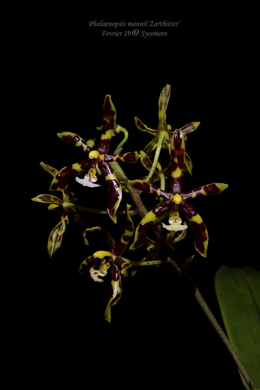 Phalaenopsis mannii 'Zartbitter' 46285990304_c2027f3db7_c