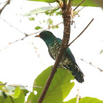Asian-emerald-cuckoo3