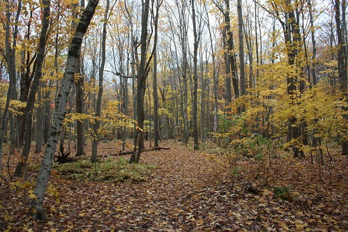 charlottetown pei canada royaltyoaks trees leaves fall autumn forest woods foliage