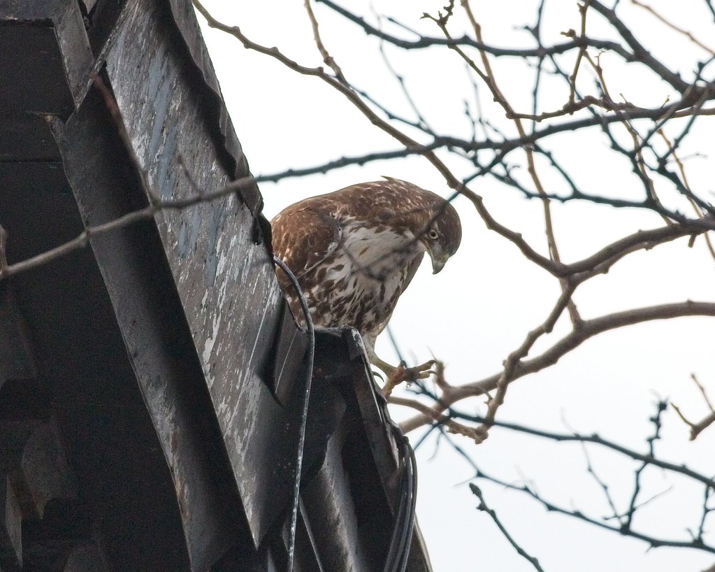 Sub-adult red-tail