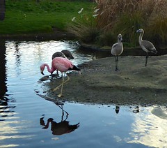 Flamingo Reflection.