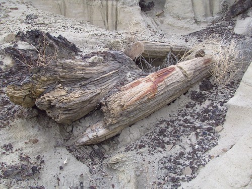 Petrified wood in the Valley of Dreams, Ah-Shi-Sle-Pah Wilderness, New Mexico