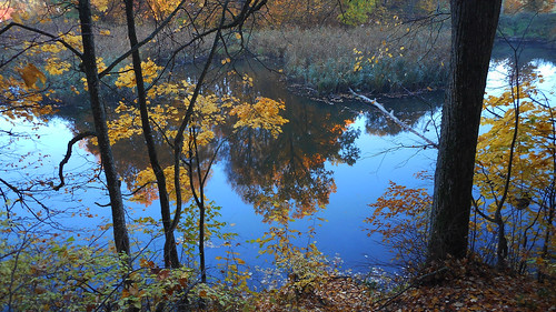 lake reflection nature morning maple autumn