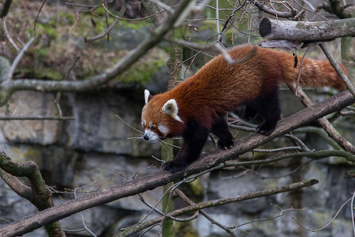Firefox / Red Panda at Tierpark Berlin