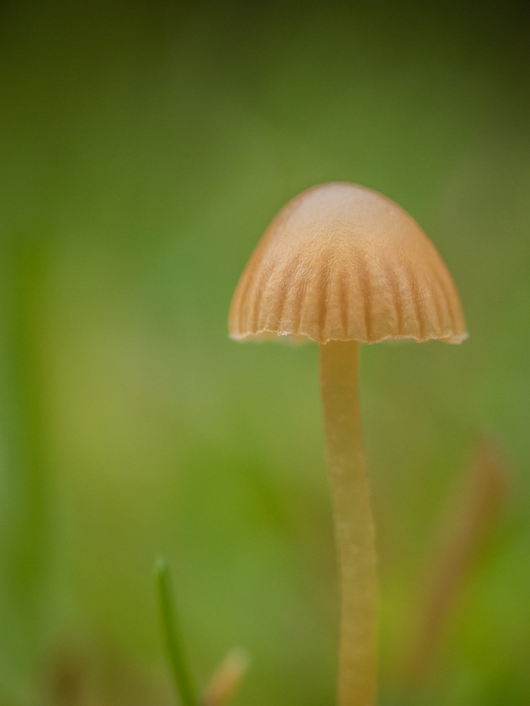 Microshroom Tiny Mushroom Found Growing In The Garden In D Flickr
