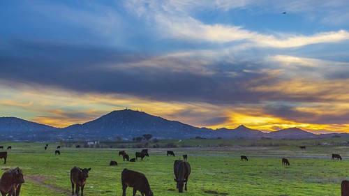 cow cows cattle range pasture rural ramona california sandiego timelapse sky clouds sunset weather cloud