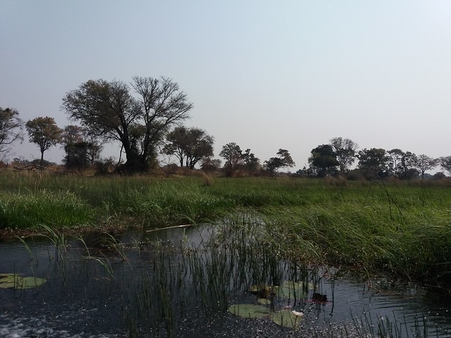 POR ZIMBABWE Y BOTSWANA, DE NOVATOS EN EL AFRICA AUSTRAL - Blogs de Africa Sur - Traslado a Maun. Nos adentramos en el Delta del Okavango (34)