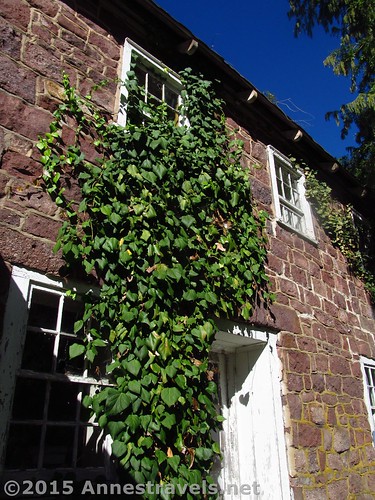 Ivy on one of the outbuildings at Willowwood Arboretum, Chester, New Jersey