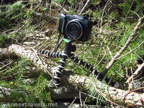 GorillaPod Tripod and camera among some pine branches