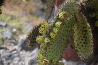 23-351 Cactusvruchten