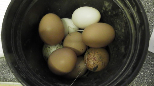 eggs Jan 19