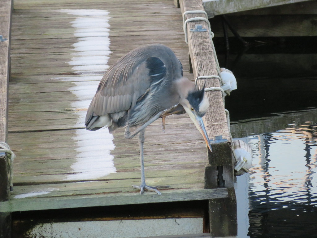 Heron at the Comox marina.