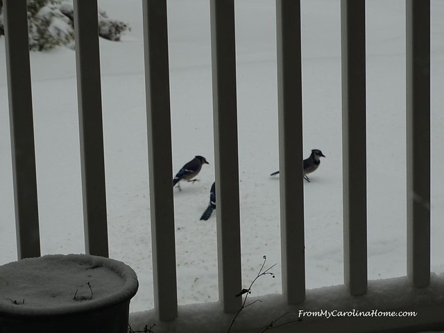 Birds in the Snow at FromMyCarolinaHome.com