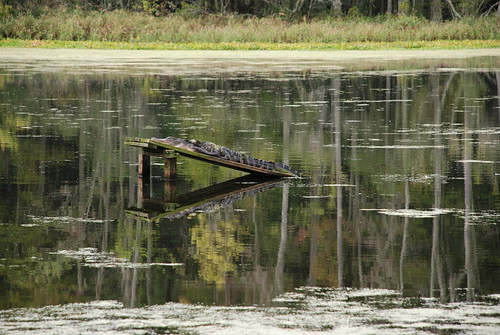 Alligator in Ravenswood Pond at Magnolia Plantation. From History Comes Alive in Charleston
