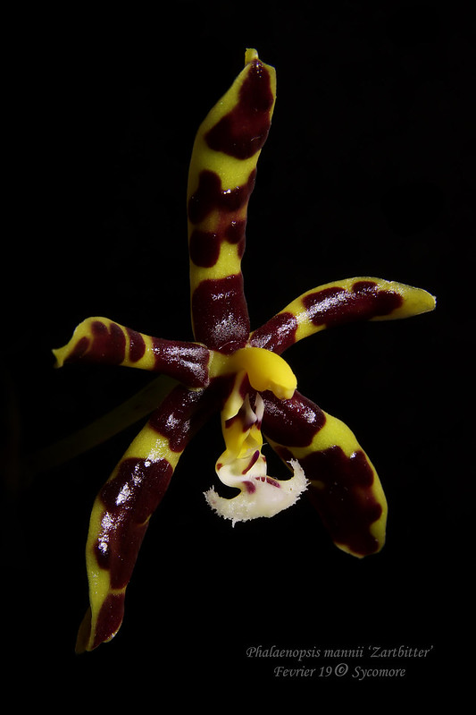 Phalaenopsis mannii 'Zartbitter' 47009341551_417f1269b5_c