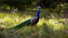 Be like a peacock and dance with all of your beauty…