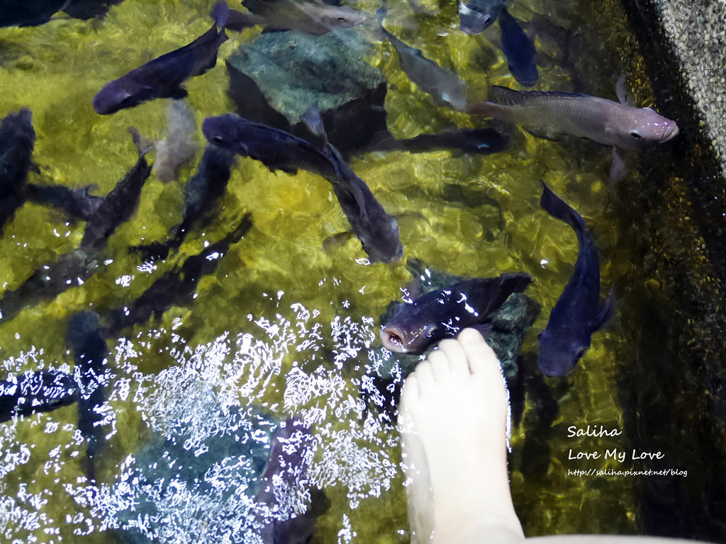 宜蘭礁溪一日遊景點推薦礁溪湯圍溝重口味溫泉魚去角質 (9)